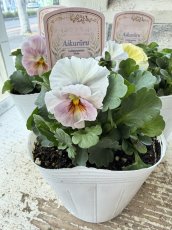 画像2: フリル咲きビオラ　アイクルール　桐生ふぁーむ×花日和(3.5号) (2)