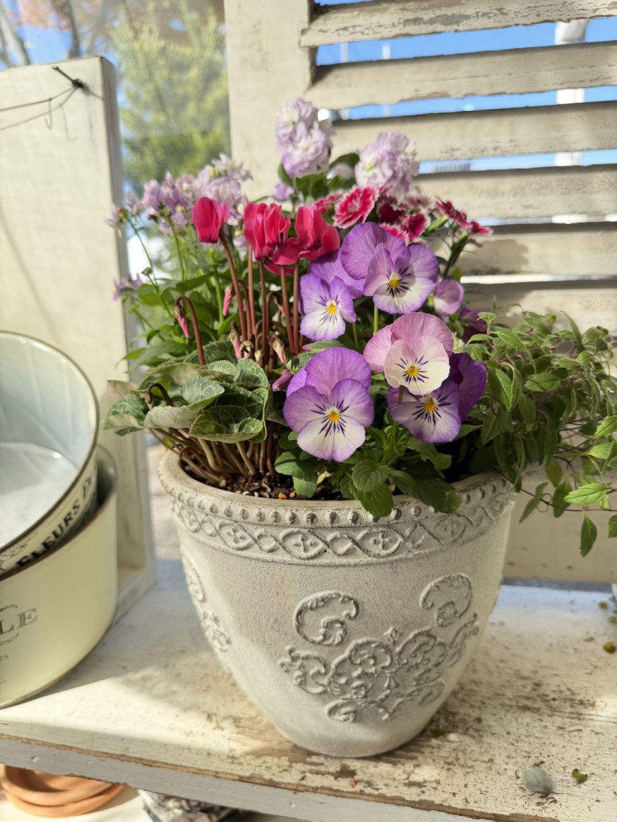 画像3: セルマンサークルSの寄せ植え (3)