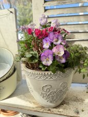 画像3: セルマンサークルSの寄せ植え (3)