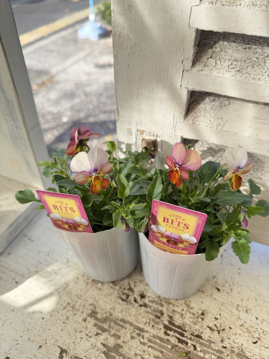 画像4: ビオラビッツ　ハートカクテル(3号ロング) (4)