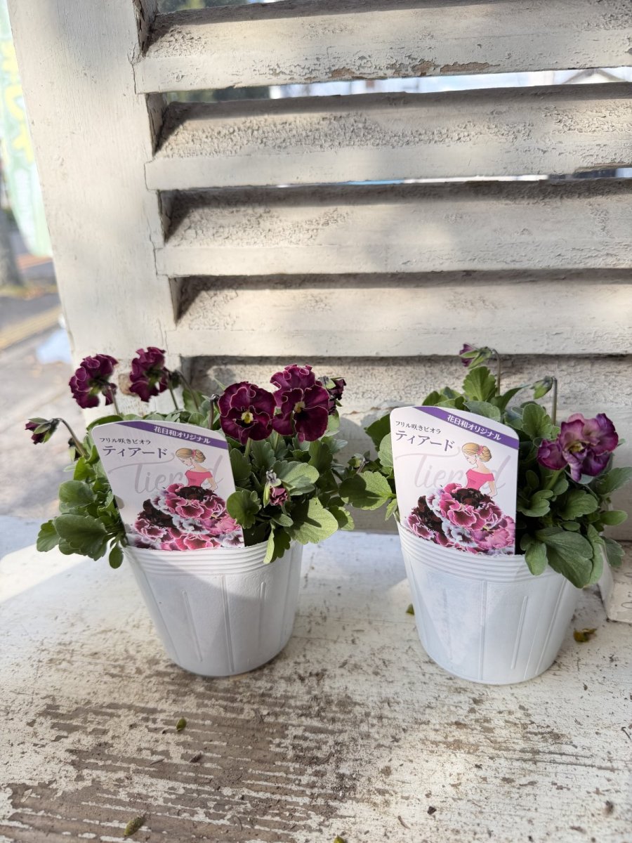 画像4: フリル咲きビオラ　ティアード 花日和(3.5号) (4)