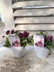 画像4: フリル咲きビオラ　ティアード 花日和(3.5号) (4)