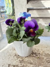 画像2: ビオラ　ももか　ねおん　(3.5号) (2)