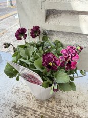 画像2: フリル咲きビオラ　ティアード 花日和(3.5号) (2)