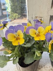 画像1: ビオラ　イエローブルージャンプアップ (1)