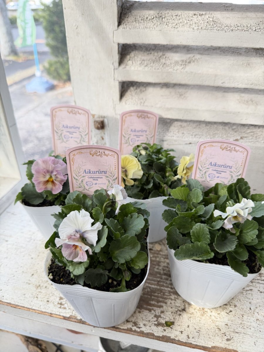 画像1: フリル咲きビオラ　アイクルール　桐生ふぁーむ×花日和(3.5号) (1)