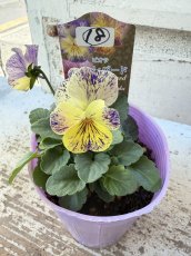 画像3: 花夢園芸  オリジナルビオラ　レパード　2518(3号ロングポット) (3)