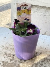 画像2: 花夢園芸  オリジナルビオラ　シャイニーダンス　2512(3号ロングポット) (2)