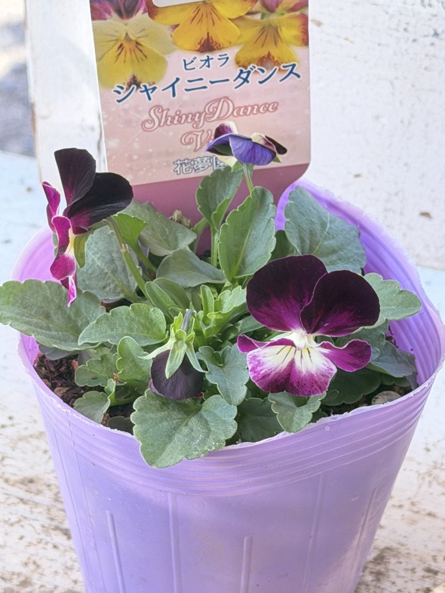 画像3: 花夢園芸  オリジナルビオラ　シャイニーダンス　2512(3号ロングポット) (3)