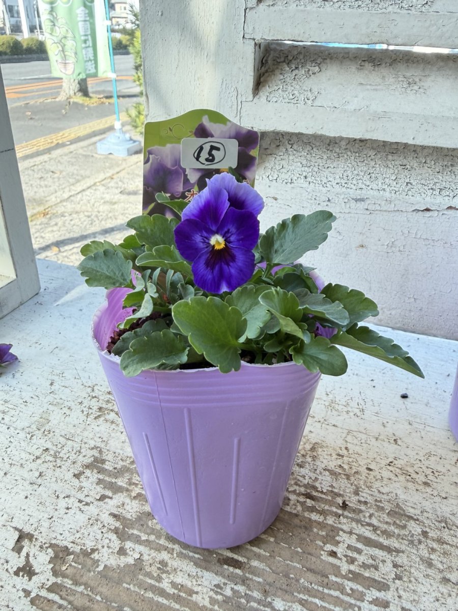 画像2: 花夢園芸  オリジナルビオラ　オルフェオ　2515(3号ロングポット) (2)