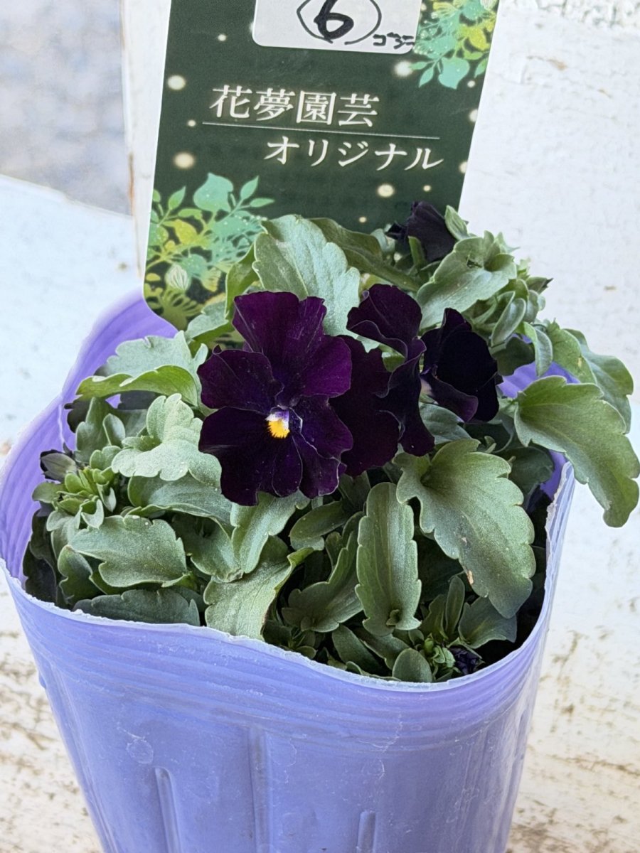 画像3: 花夢園芸  オリジナルビオラ　ゴジラ　2506(3号ロングポット) (3)