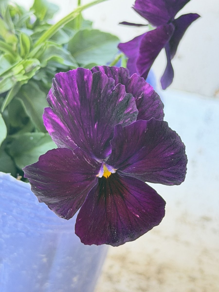 画像1: 花夢園芸  オリジナルビオラ　ゴジラ　2505(3号ロングポット) (1)