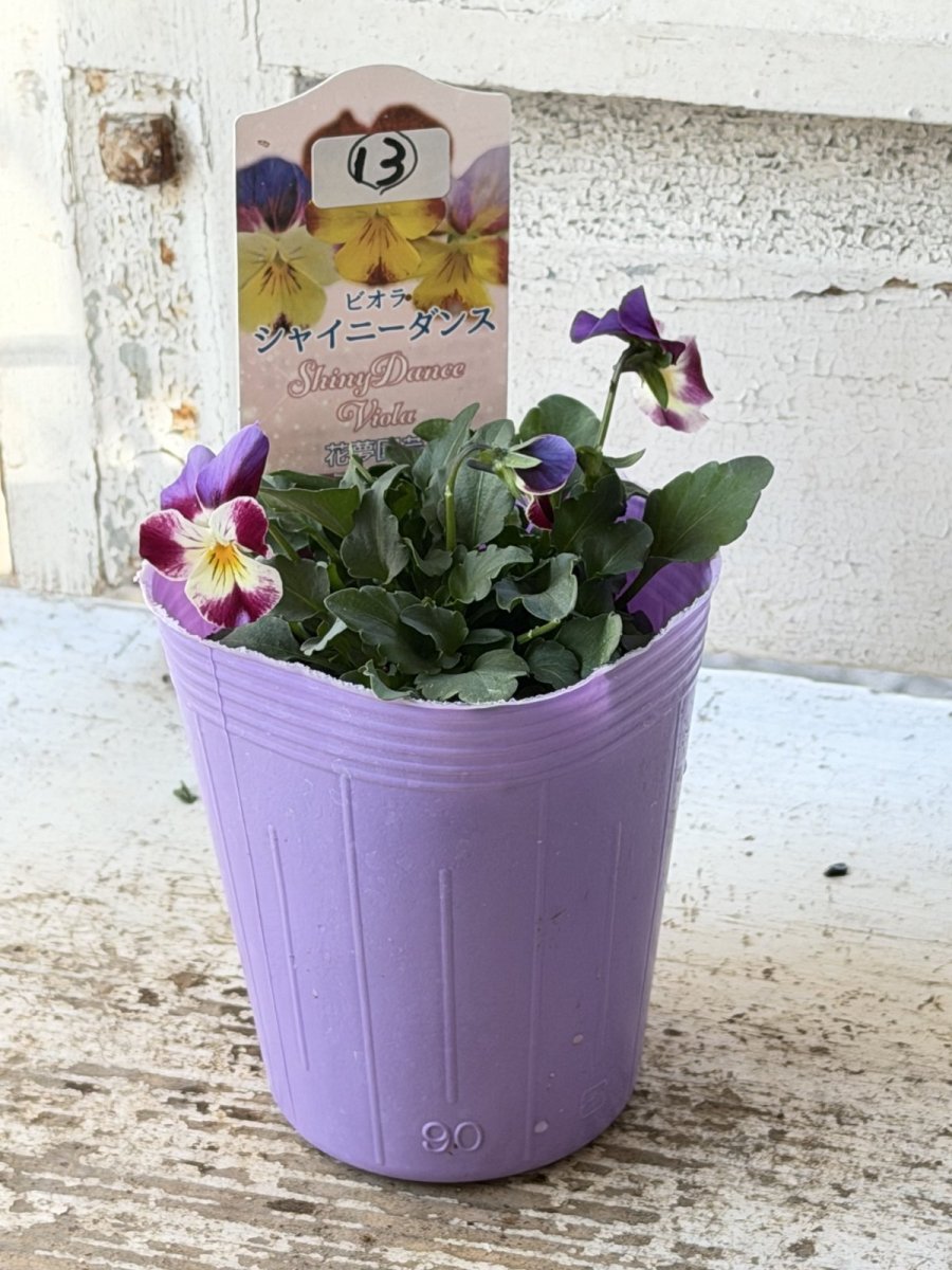画像2: 花夢園芸  オリジナルビオラ　シャイニーダンス　2513(3号ロングポット) (2)