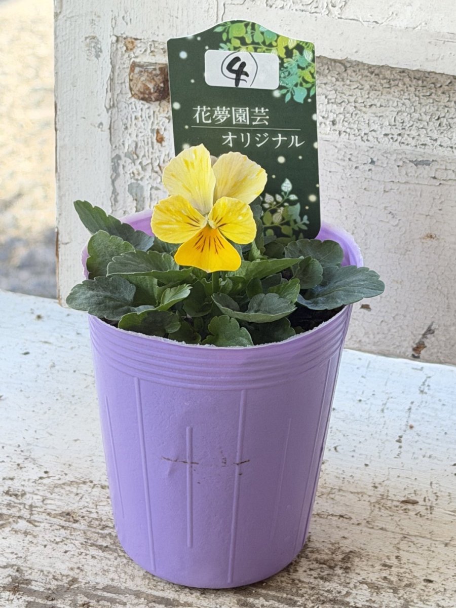 画像2: 花夢園芸  オリジナルビオラ　2504(3号ロングポット) (2)