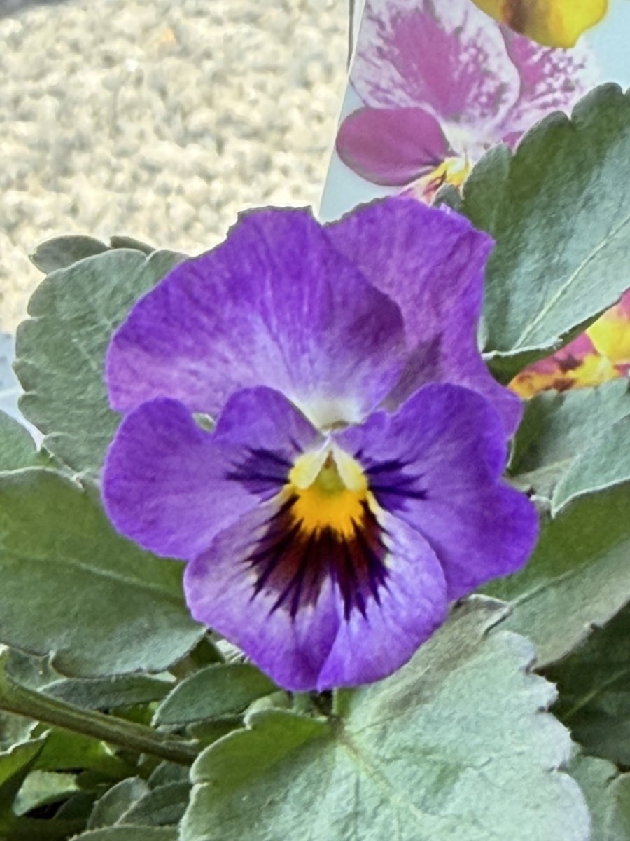 画像1: 花夢園芸  オリジナルビオラ　菜七子　2510(3号ロングポット) (1)