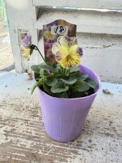 画像2: 花夢園芸  オリジナルビオラ　レパード　2518(3号ロングポット) (2)