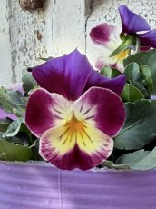 画像1: 花夢園芸  オリジナルビオラ　シャイニーダンス　2513(3号ロングポット) (1)