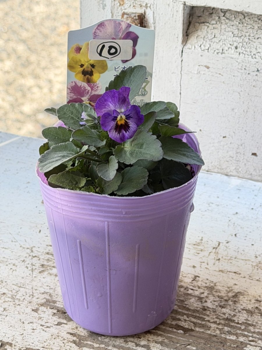画像2: 花夢園芸  オリジナルビオラ　菜七子　2510(3号ロングポット) (2)