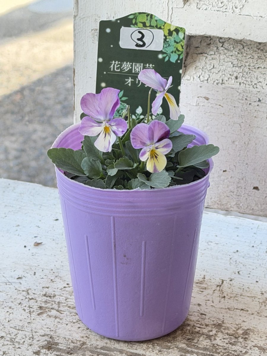 画像2: 花夢園芸  オリジナルビオラ　2503(3号ロングポット) (2)