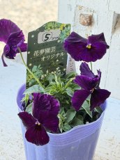 画像3: 花夢園芸  オリジナルビオラ　ゴジラ　2505(3号ロングポット) (3)