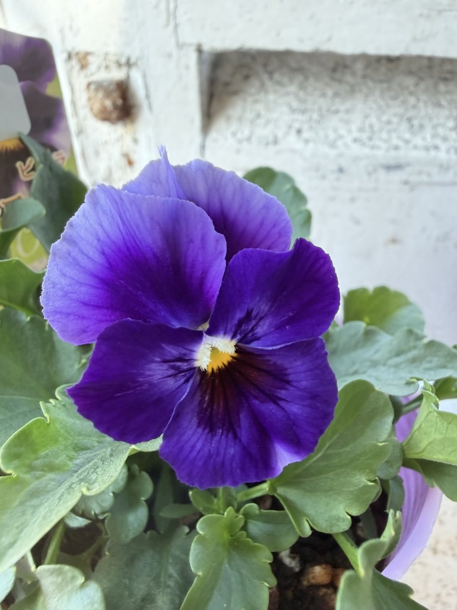 画像1: 花夢園芸  オリジナルビオラ　オルフェオ　2515(3号ロングポット) (1)