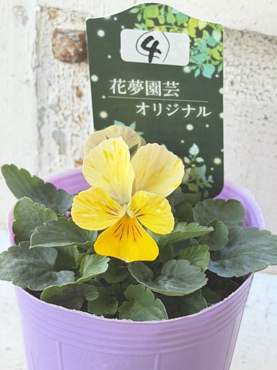 画像3: 花夢園芸  オリジナルビオラ　2504(3号ロングポット) (3)