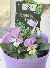画像3: 花夢園芸  オリジナルビオラ　2503(3号ロングポット) (3)