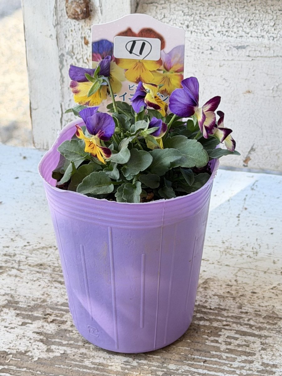 画像2: 花夢園芸  オリジナルビオラ　シャイニーダンス　2511(3号ロングポット) (2)
