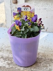 画像2: 花夢園芸  オリジナルビオラ　シャイニーダンス　2511(3号ロングポット) (2)