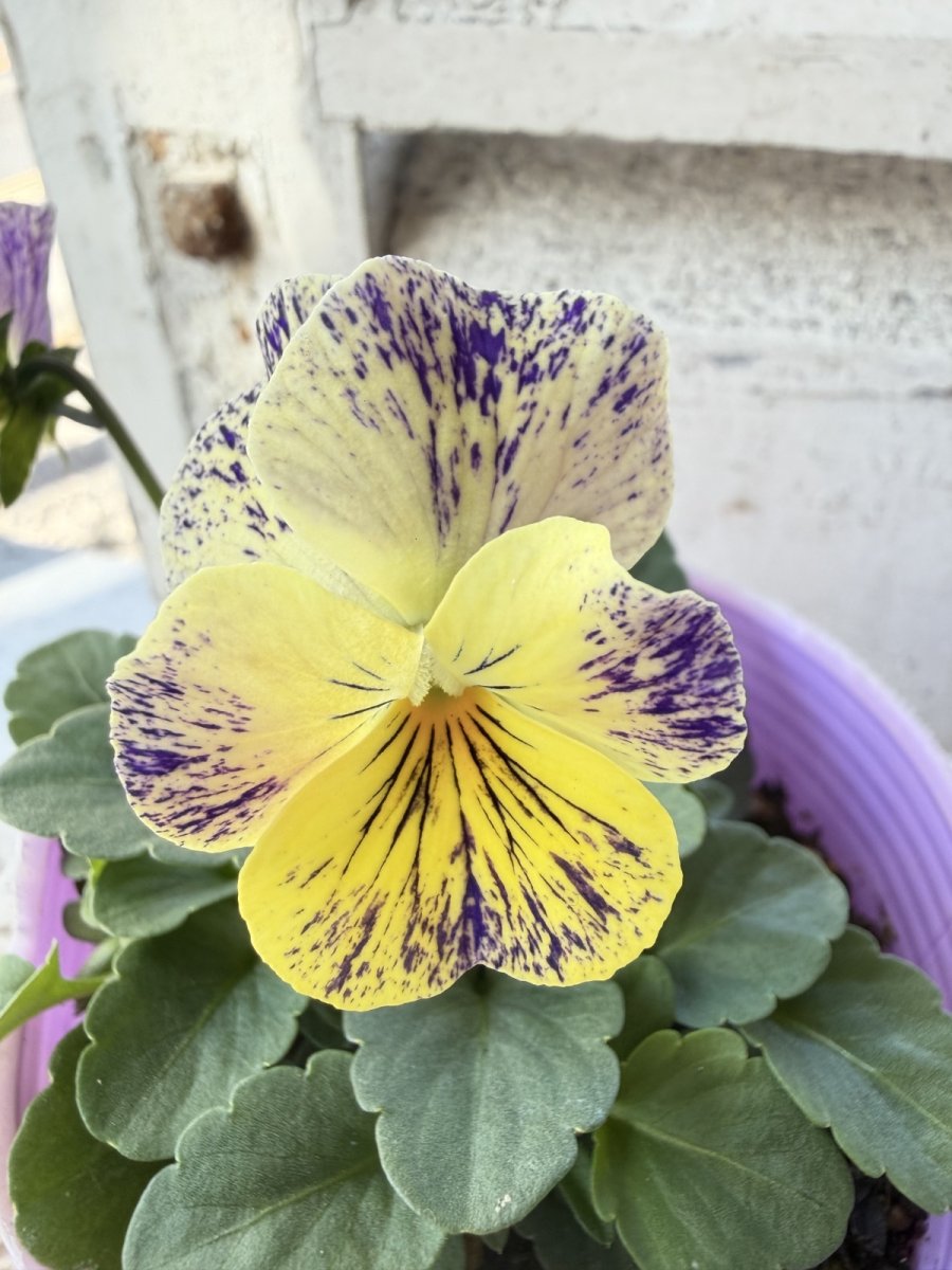 画像1: 花夢園芸  オリジナルビオラ　レパード　2518(3号ロングポット) (1)