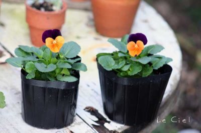 画像1: ビオラ　オレンジジャンプアップ