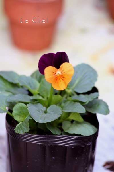 画像2: ビオラ　オレンジジャンプアップ