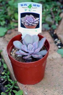 ママノエル 札付き 子株つき  多肉 多肉植物 - Le Ciel（ル・シエル）