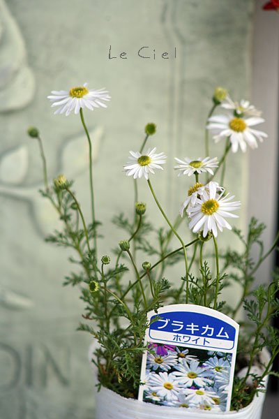画像1: ブラキカム・スープリームホワイト