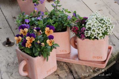 画像3: ビオラ　オレンジジャンプアップ