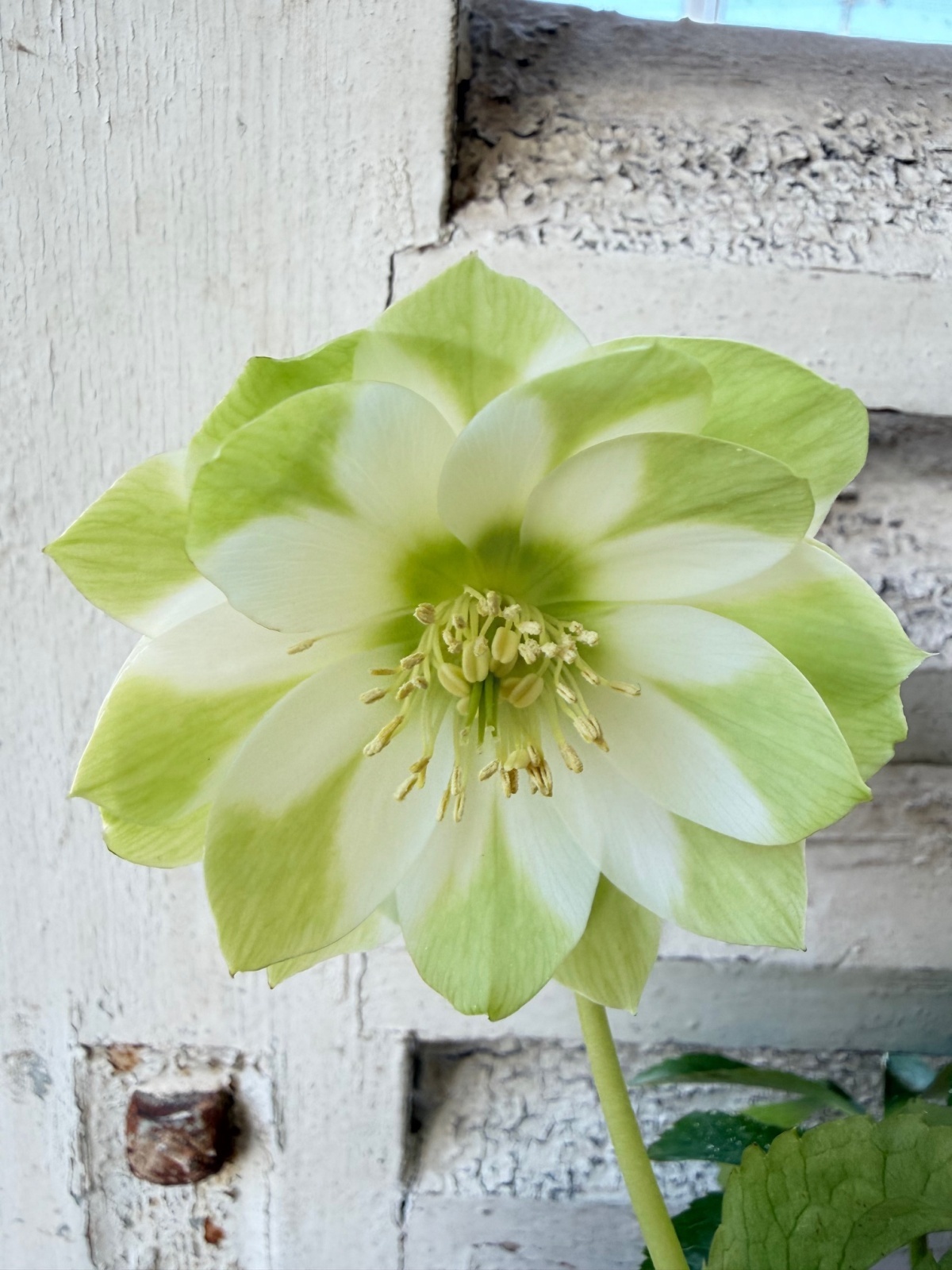 曽田園芸さんの利休見てもらえましたか