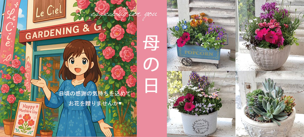 ガーデニング用品・雑貨、鉢植え・寄せ植え、多肉植物、草花の苗 ガーデニング用品・雑貨、鉢植え・寄せ植え、多肉植物、草花の苗